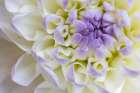 USA, Washington State, Sammamish. Dahlia closeup Art Print
